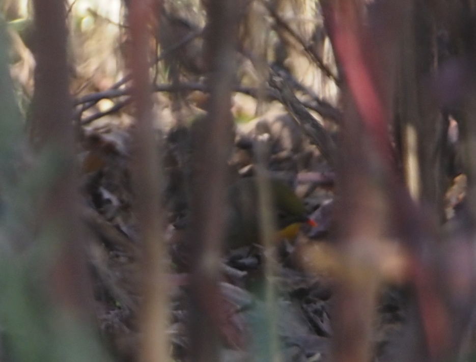 Rotschnabel-Sonnenvogel - ML646600639