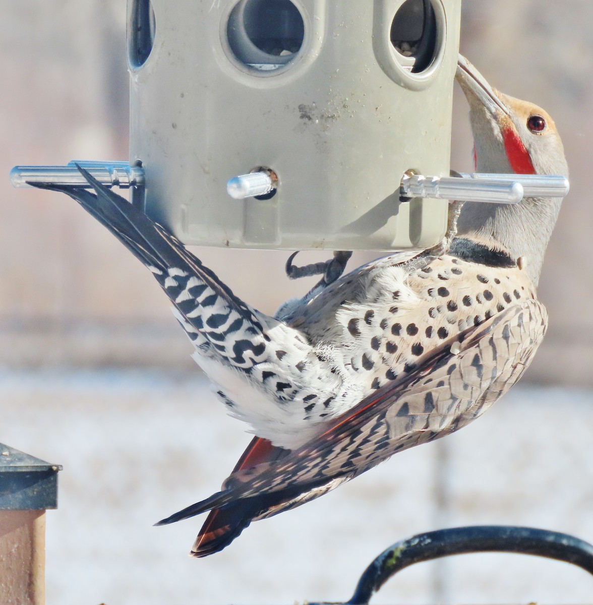 Northern Flicker (Red-shafted) - ML646600640