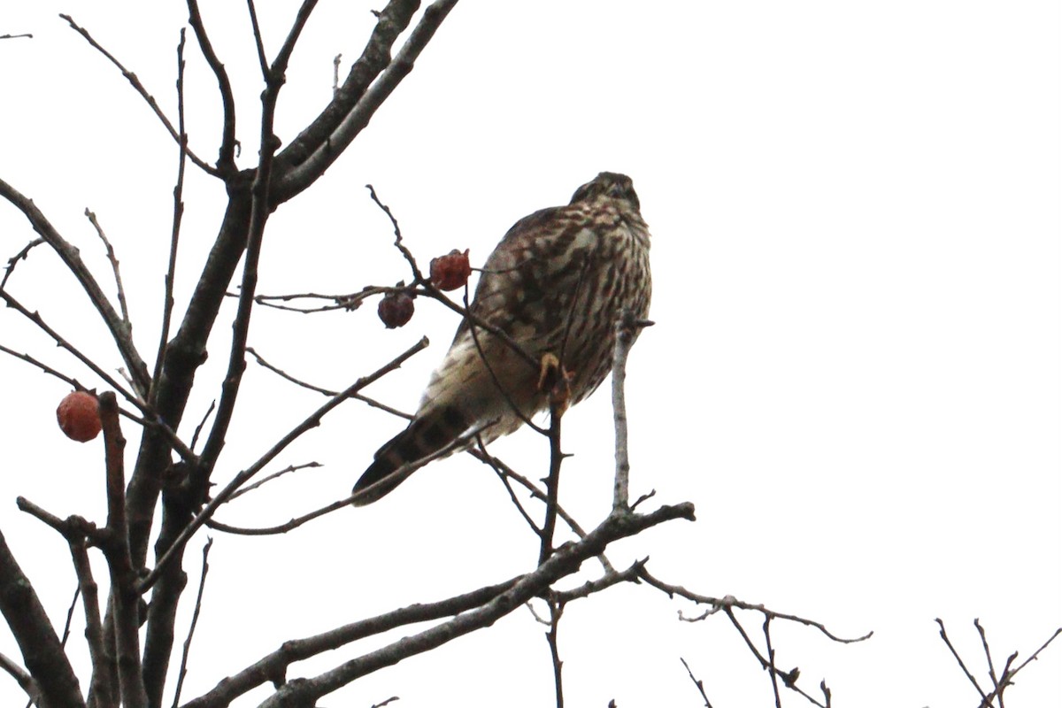 dvergfalk - ML646600642