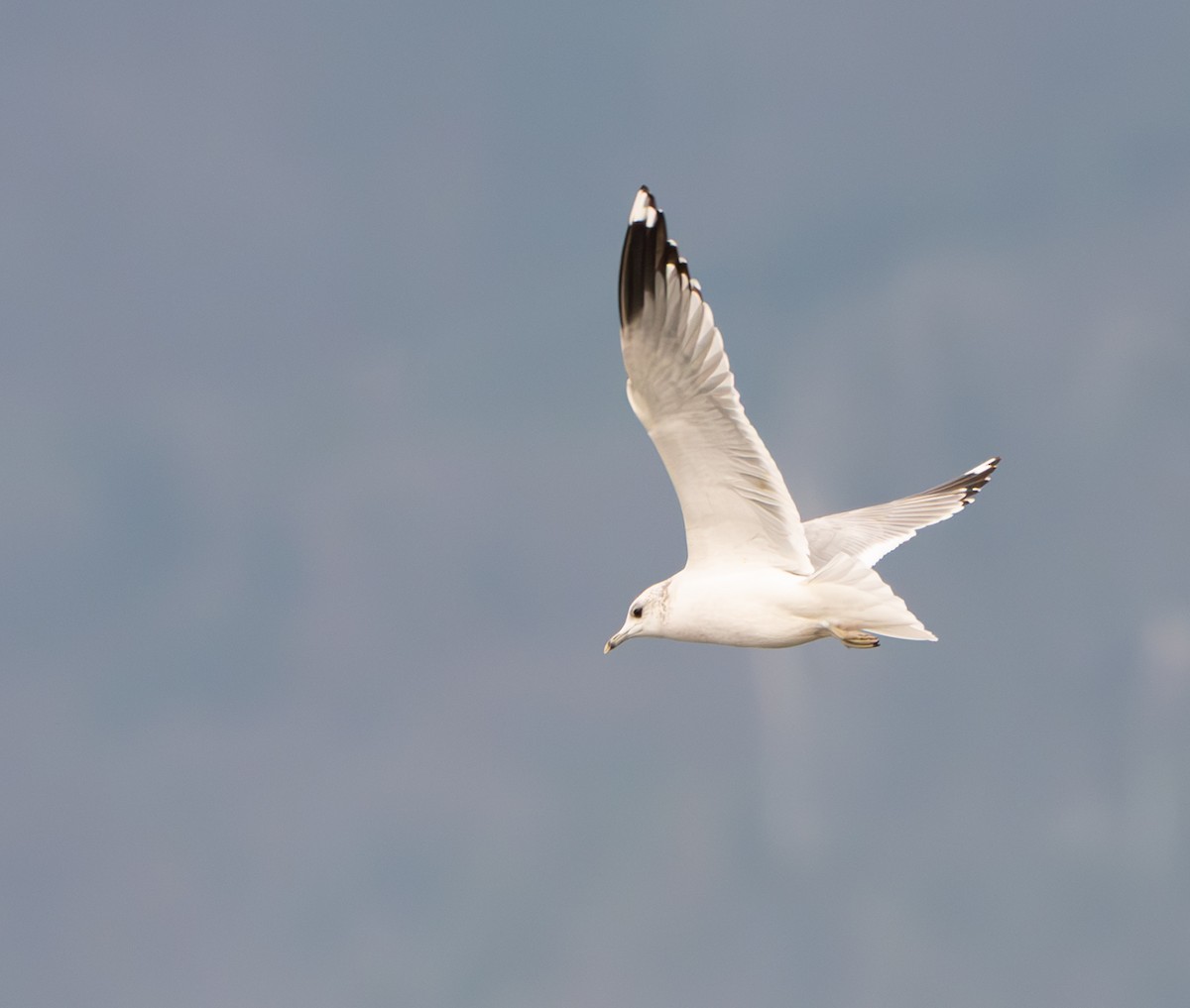 Common Gull - ML646600644