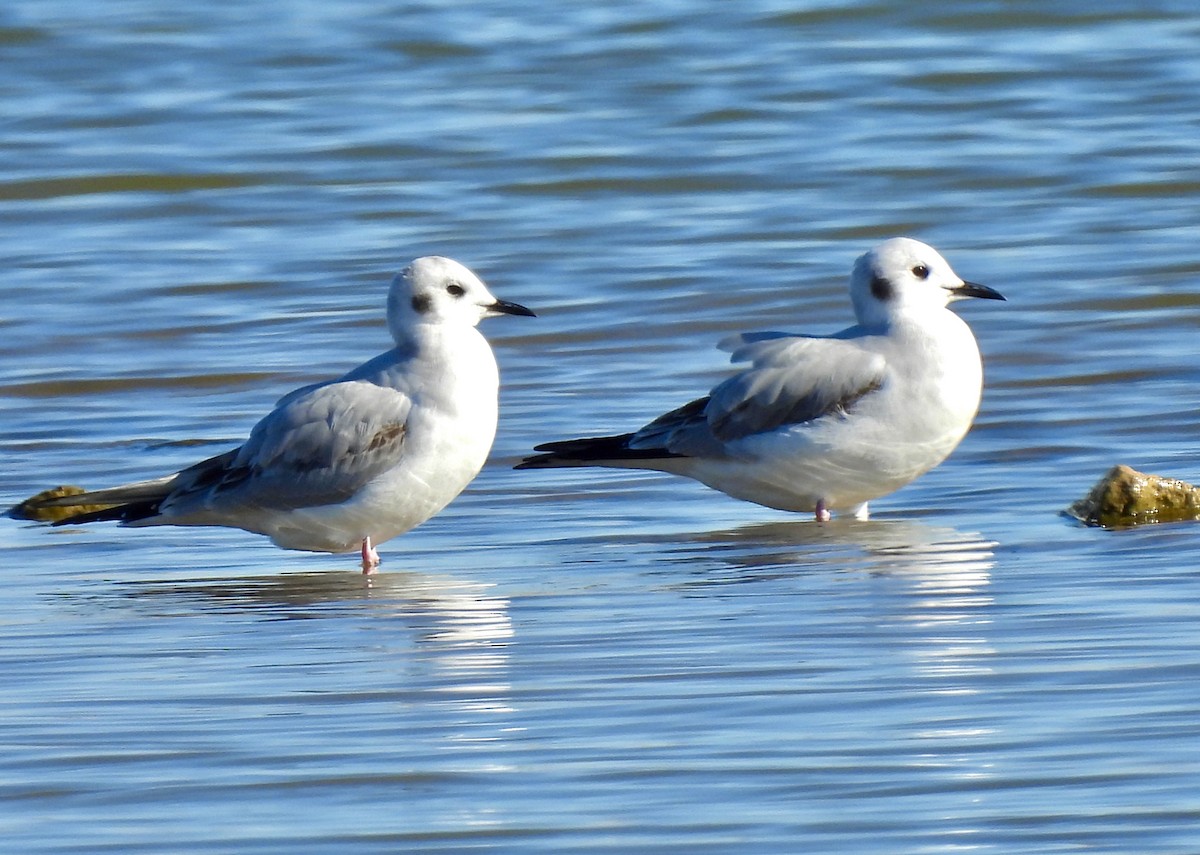 Bonaparte antxeta - ML646600647