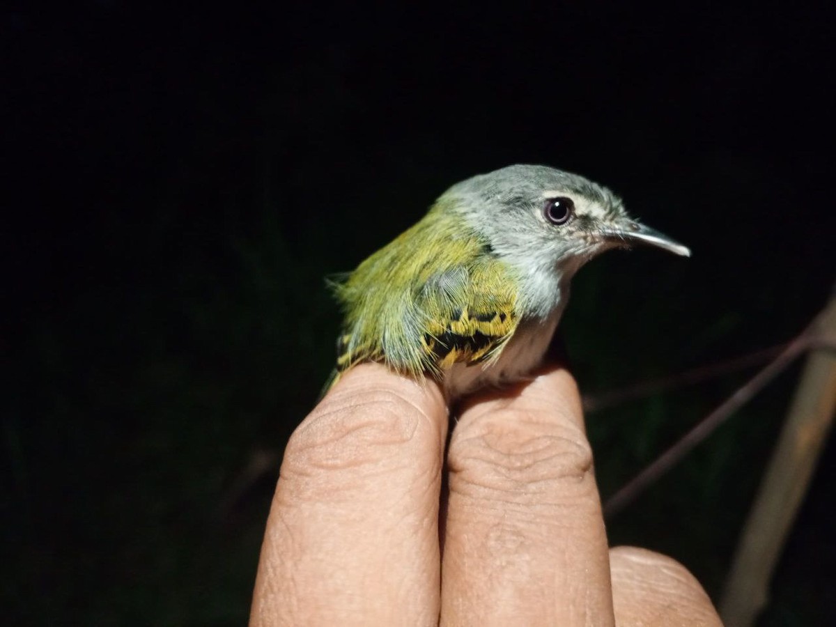 Slate-headed Tody-Flycatcher - ML646600653