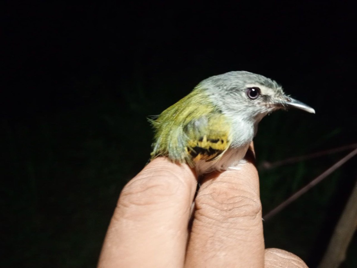 Slate-headed Tody-Flycatcher - ML646600654