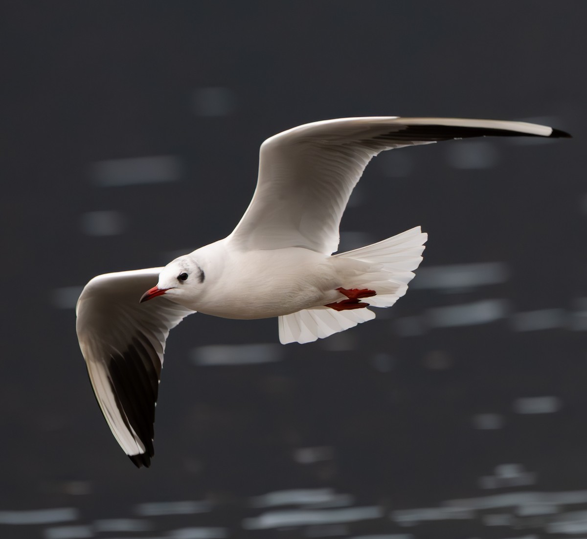 Black-headed Gull - ML646600655