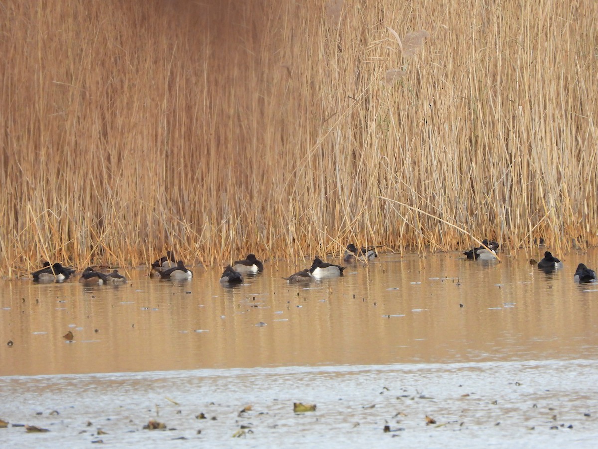 Ring-necked Duck - ML646600657