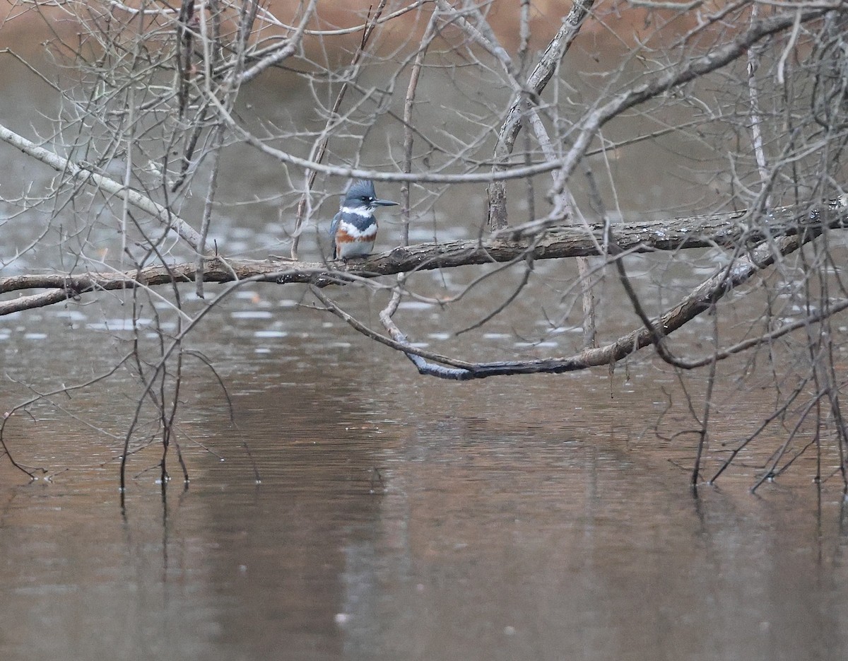 Belted Kingfisher - ML646600658