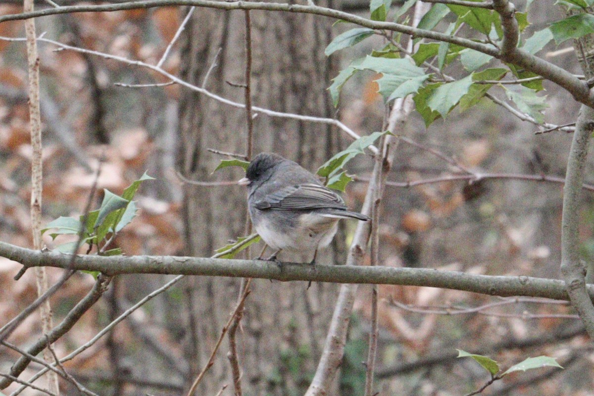 vinterjunko - ML646600660