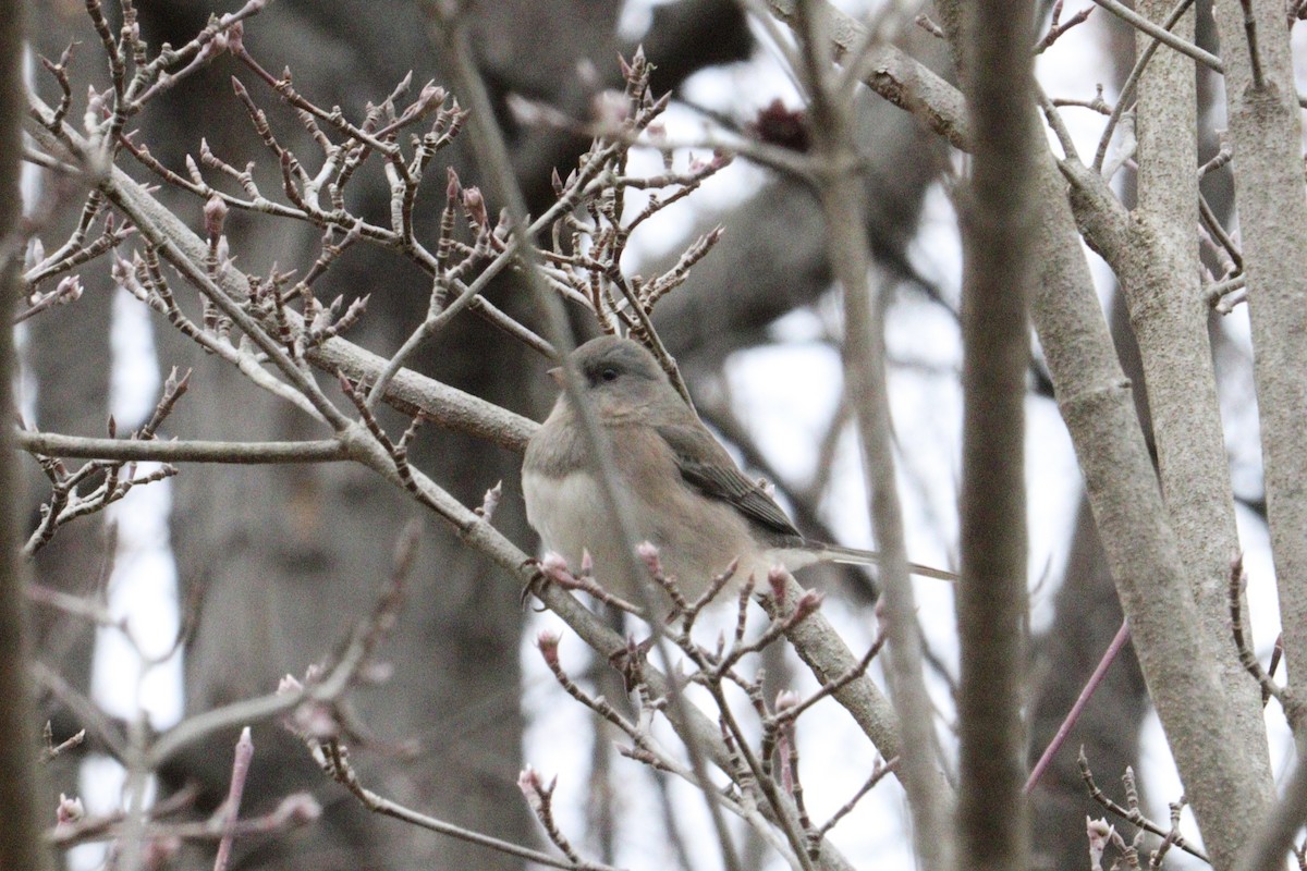 vinterjunko - ML646600661