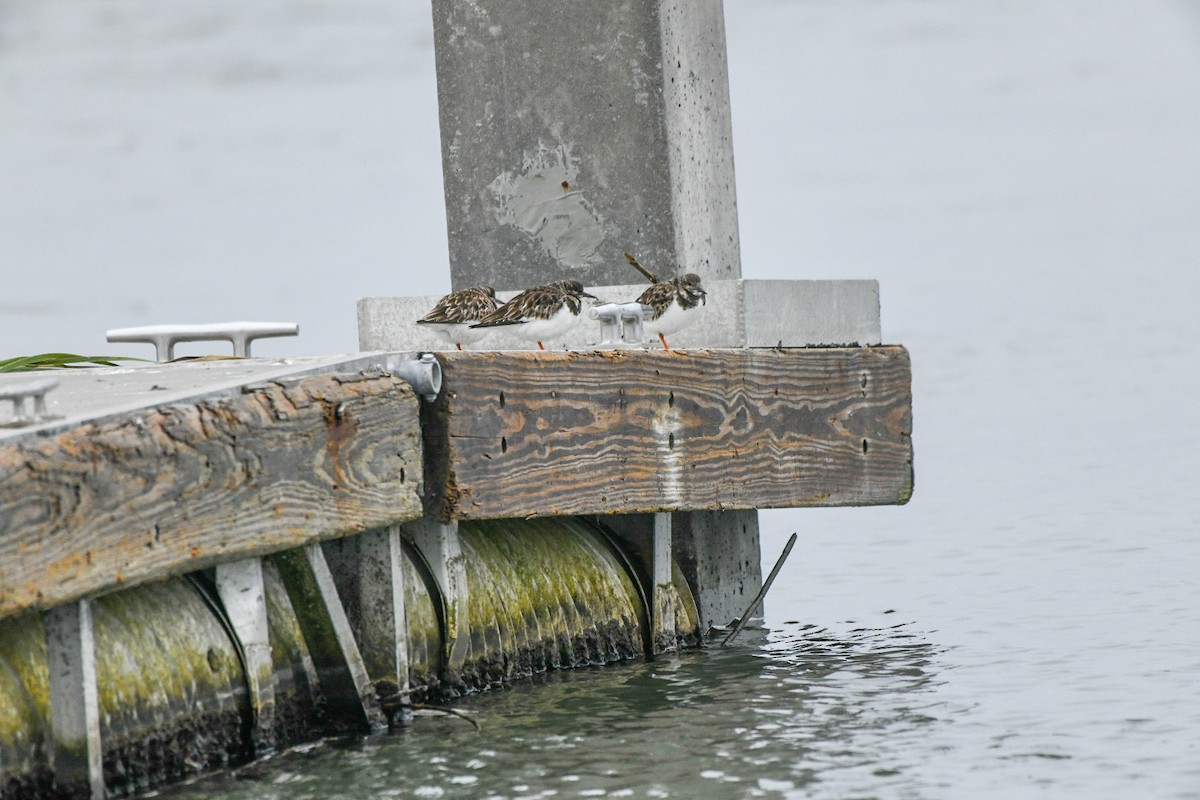 Ruddy Turnstone - ML646600664