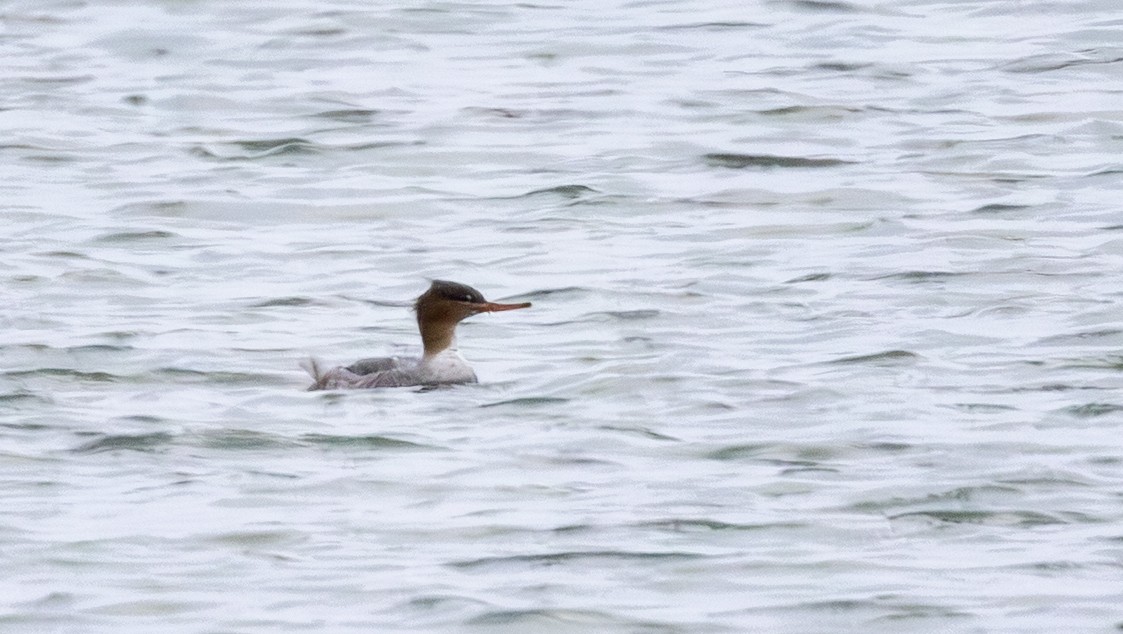 ウミアイサ - ML646600671