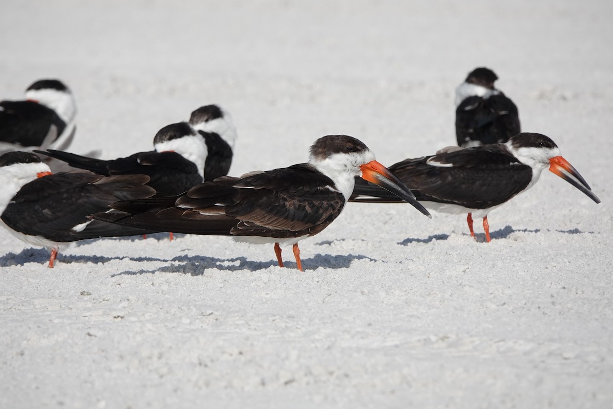 Black Skimmer - ML646600674