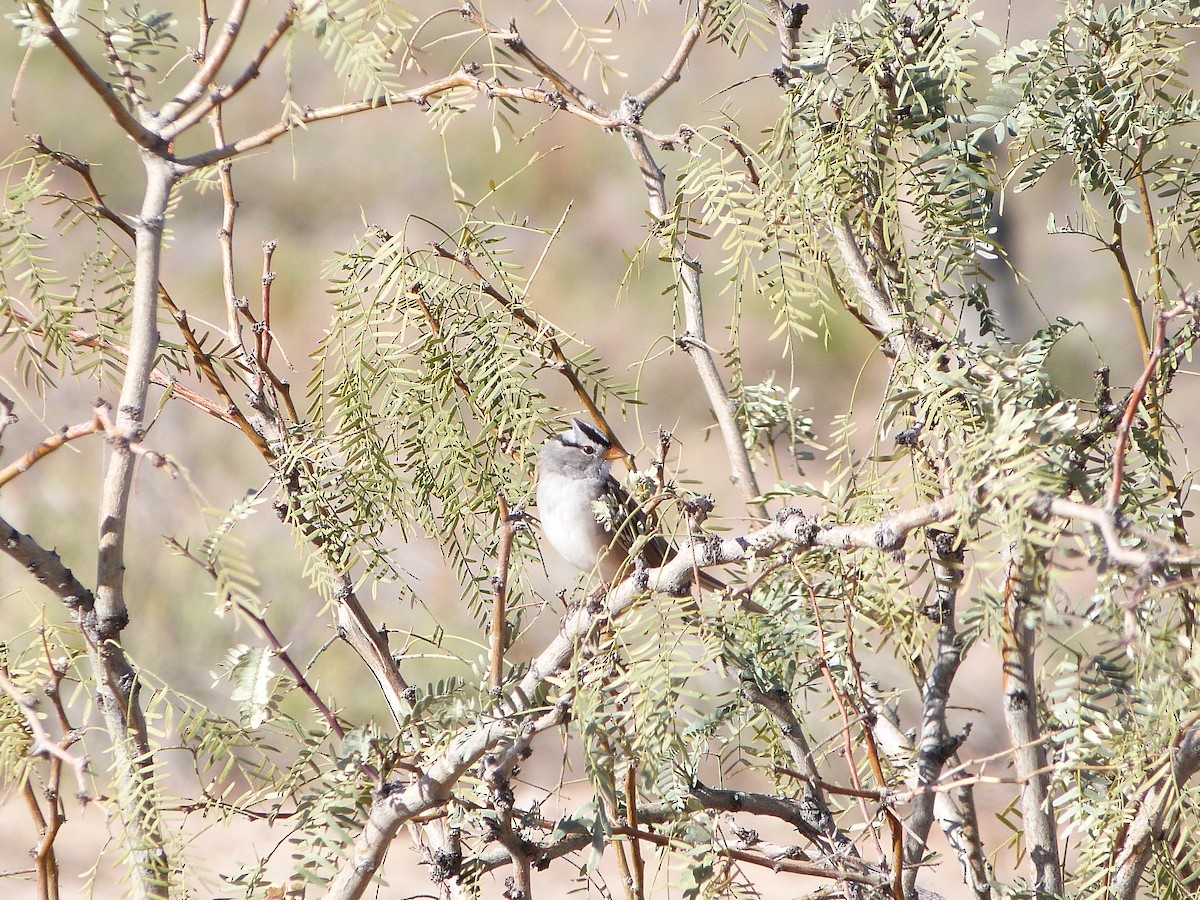 White-crowned Sparrow - ML646600675