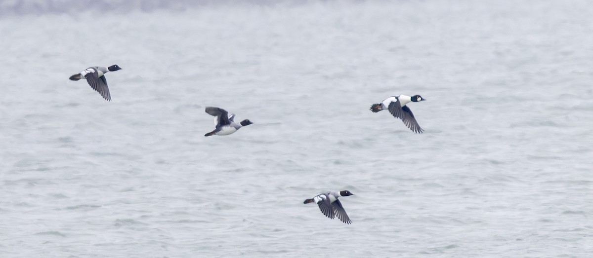 Common Goldeneye - ML646600676