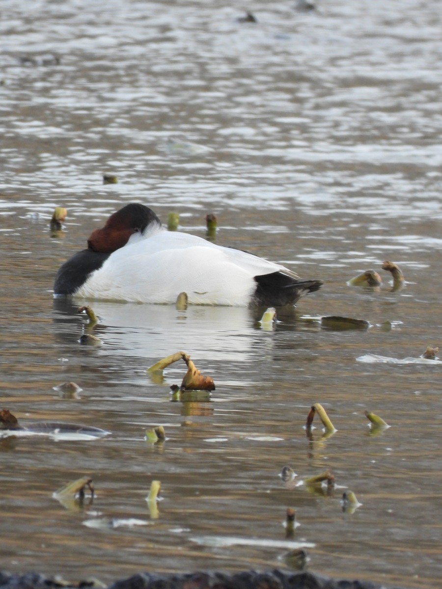 Canvasback - ML646600677