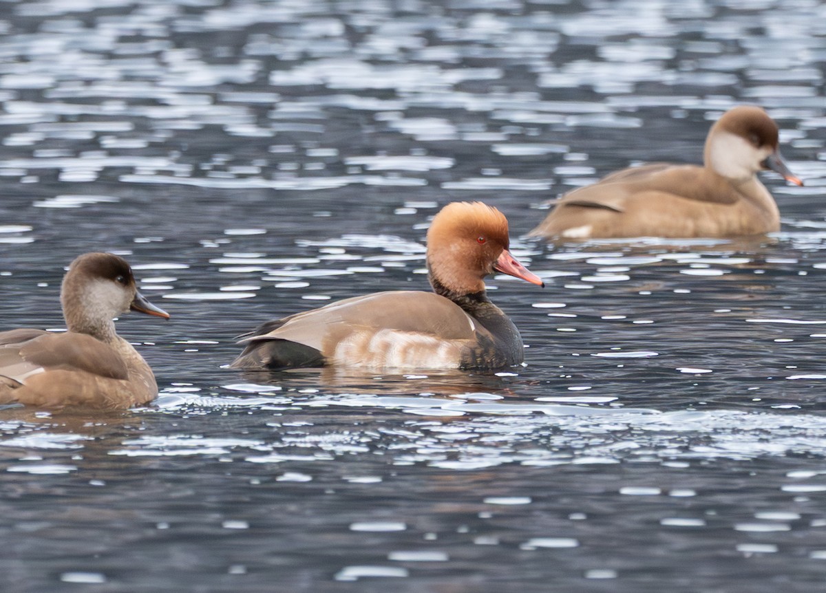 Red-crested Pochard - ML646600678