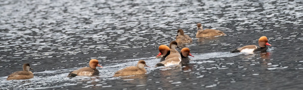Red-crested Pochard - ML646600679