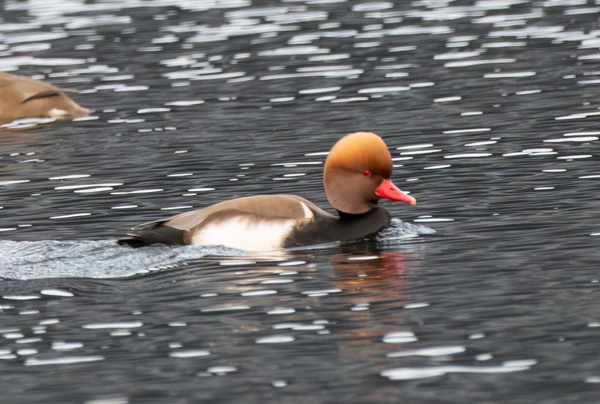 Red-crested Pochard - ML646600680