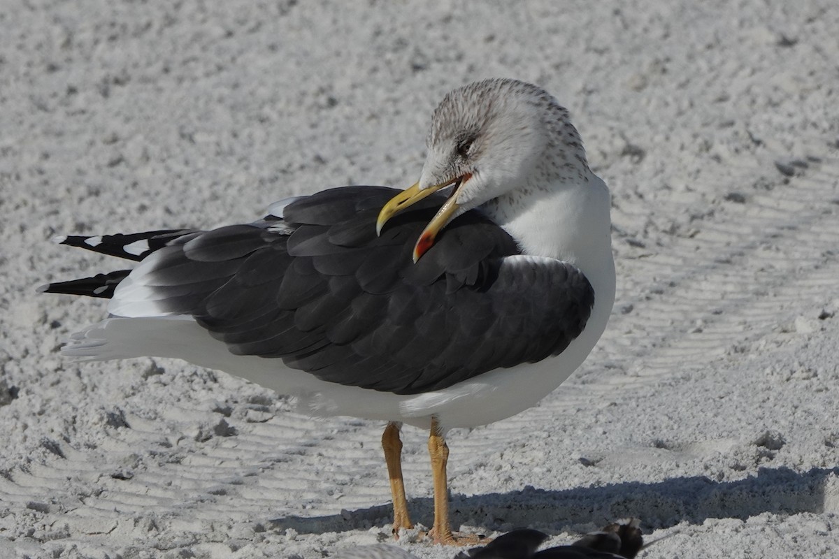 小黑背鷗 - ML646600681