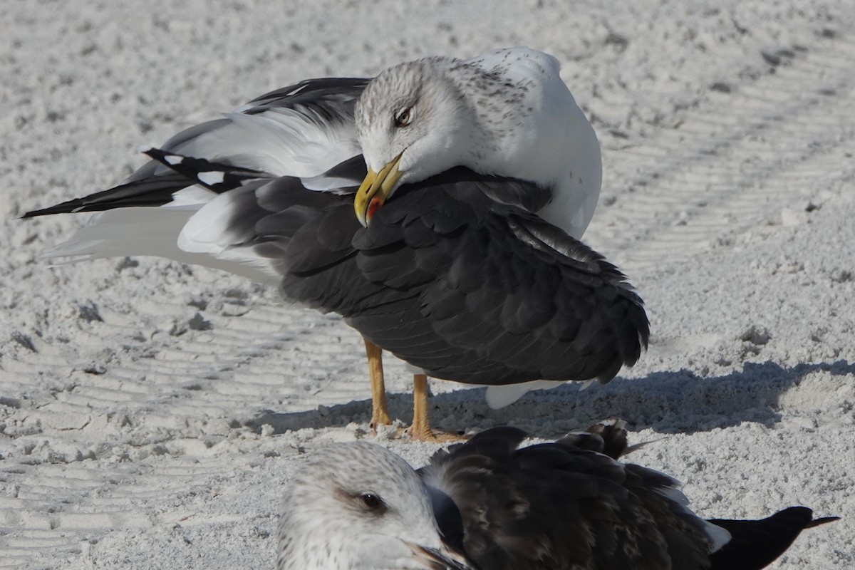 小黑背鷗 - ML646600682