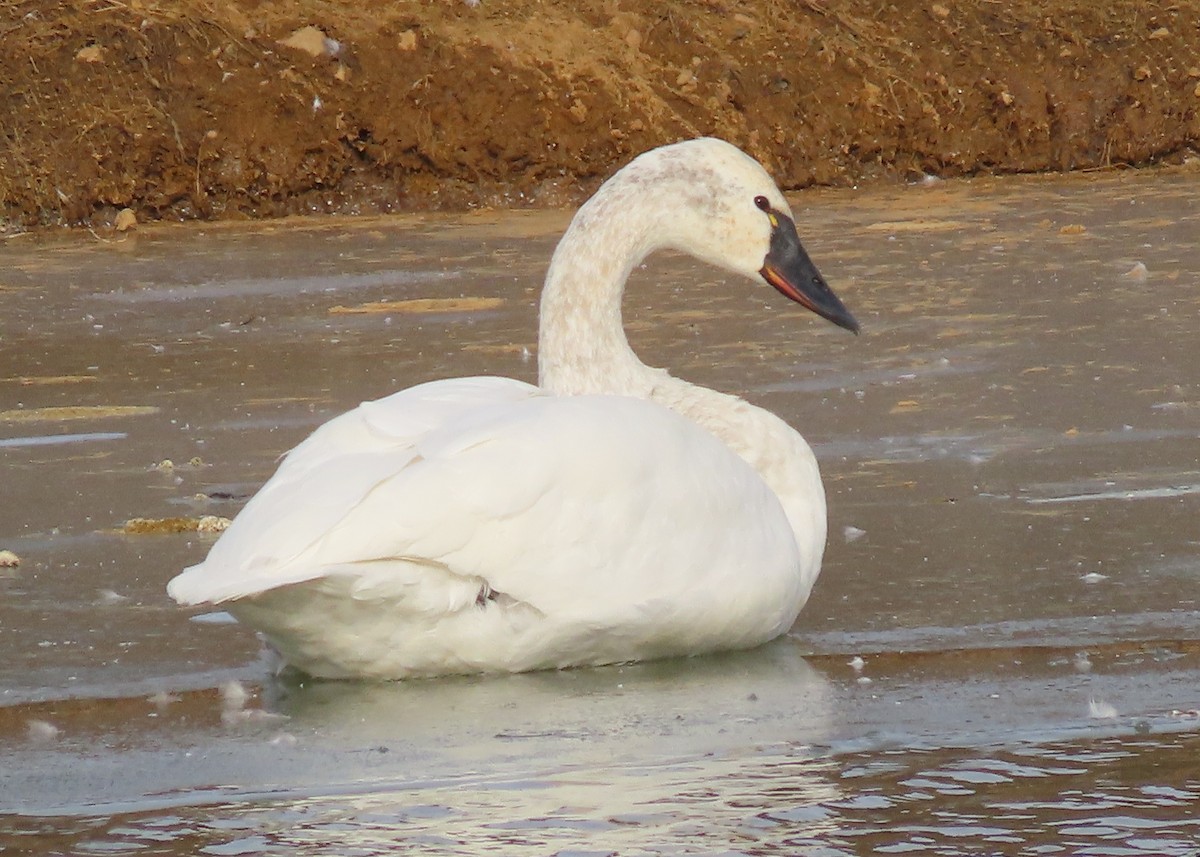 Tundra Swan - ML646600683