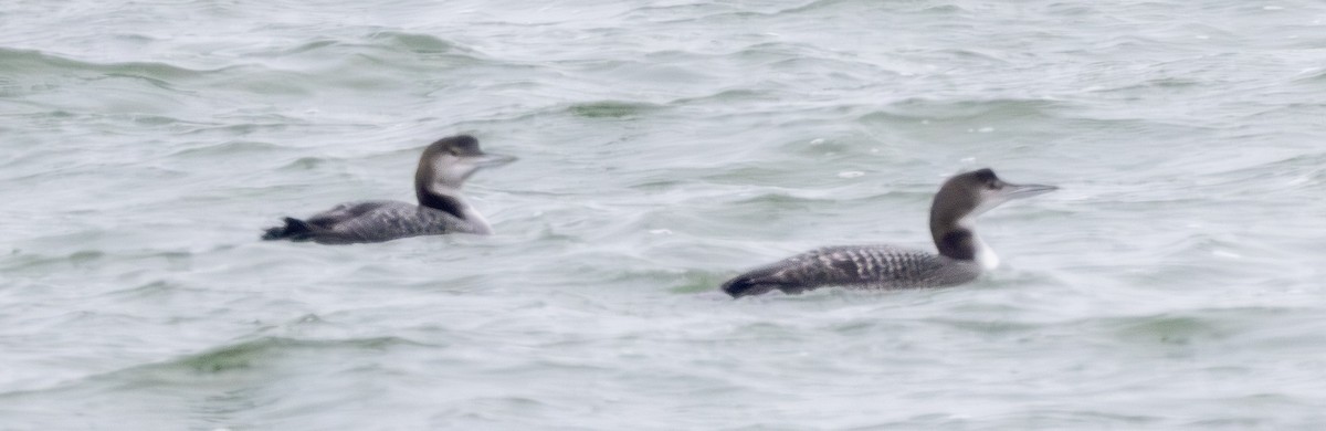 Common Loon - ML646600685