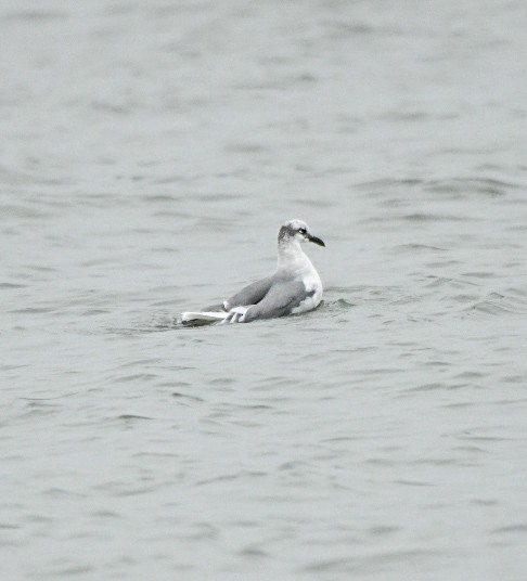 Ацтекская чайка - ML646600686