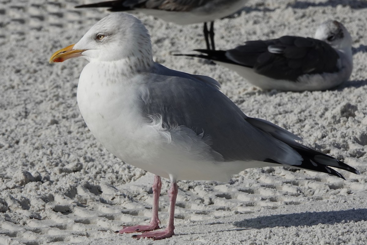 American Herring Gull - ML646600687