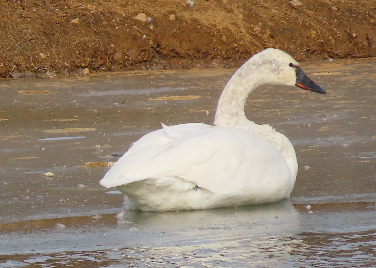 Tundra Swan - ML646600688