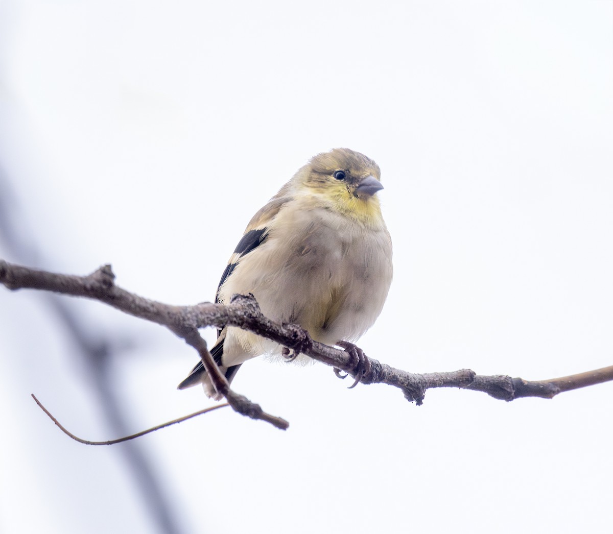 American Goldfinch - ML646600689