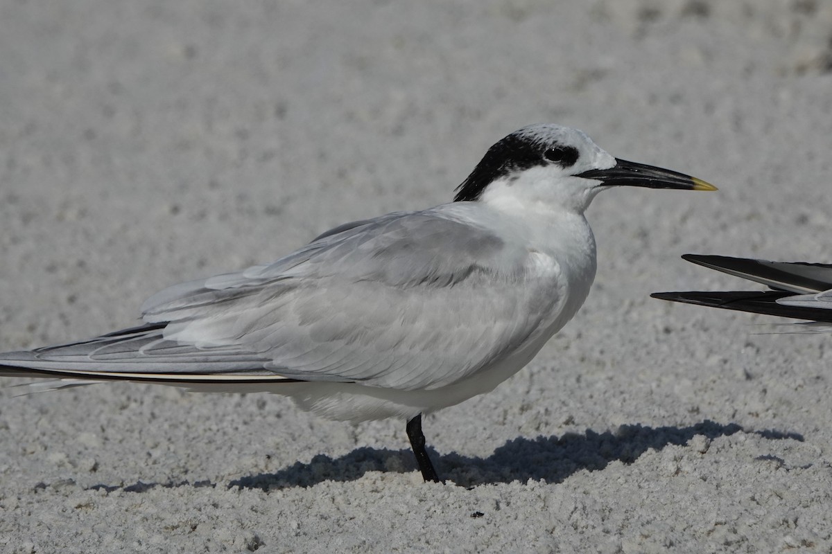 白嘴端燕鷗 - ML646600690