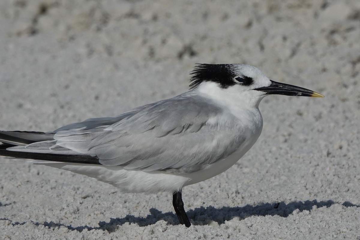 白嘴端燕鷗 - ML646600691