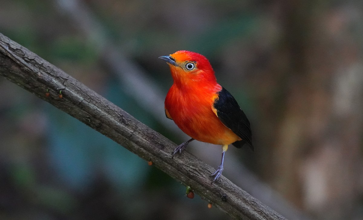 Band-tailed Manakin - ML646600692