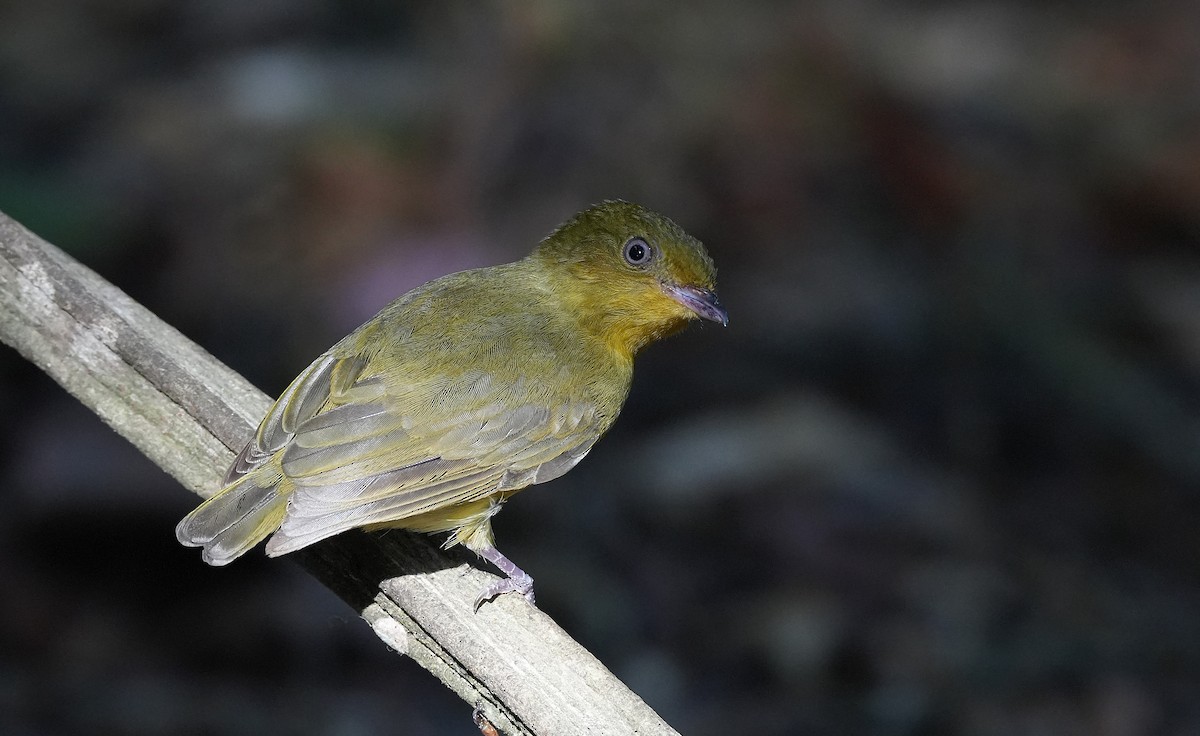 Band-tailed Manakin - ML646600693