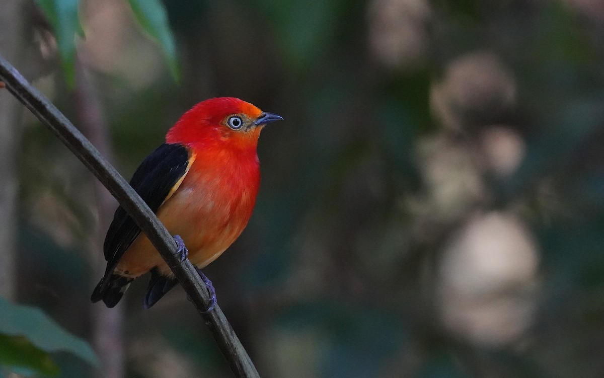 Band-tailed Manakin - ML646600694
