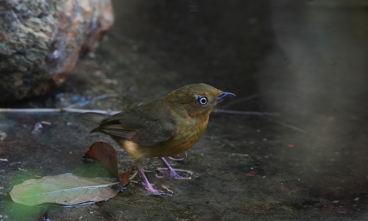 Band-tailed Manakin - ML646600695