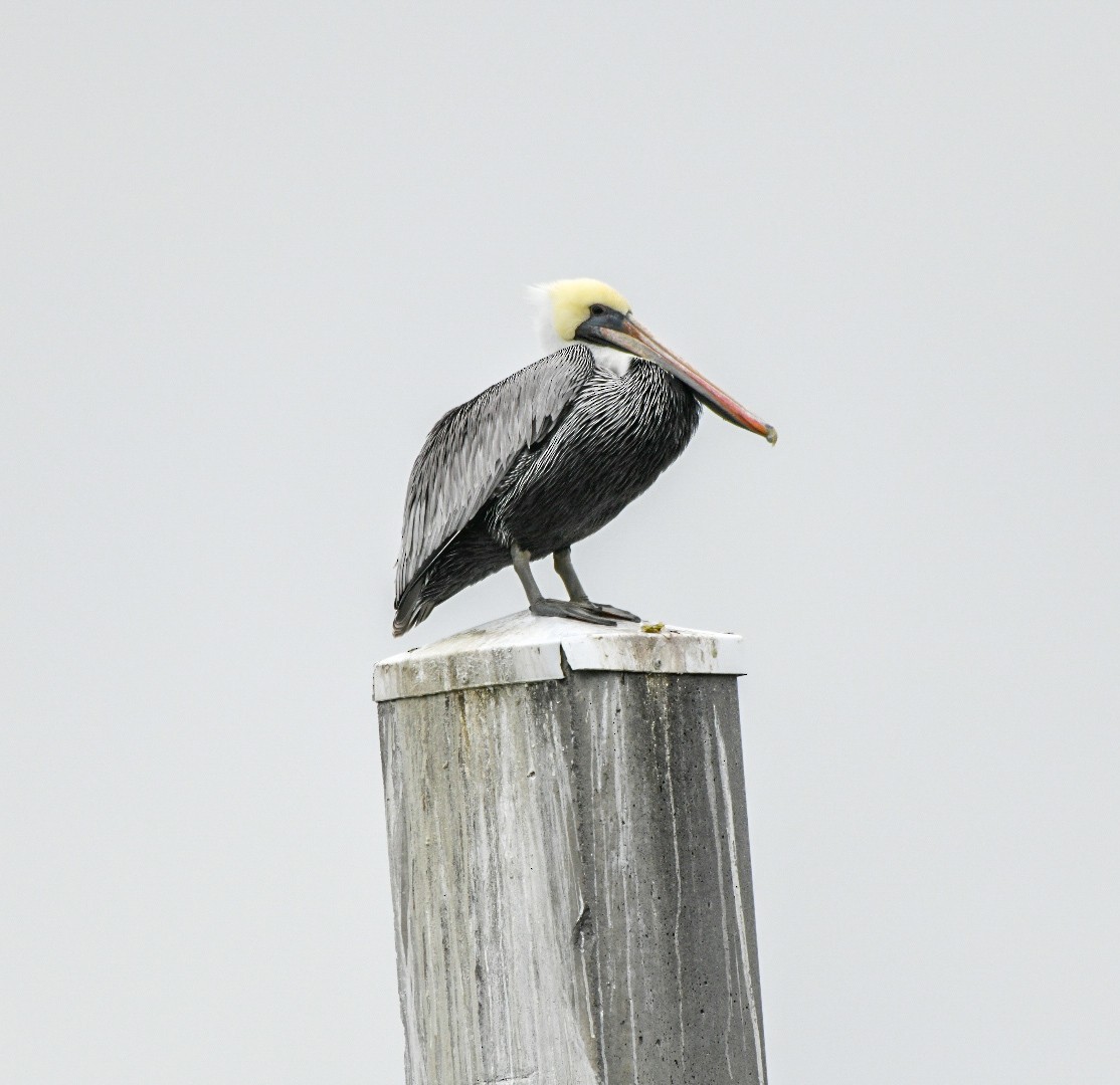 Brown Pelican - ML646600697