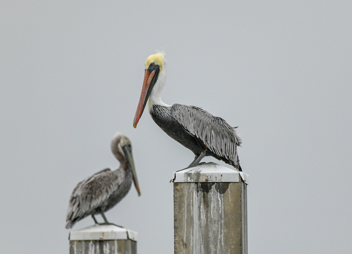 Brown Pelican - ML646600698