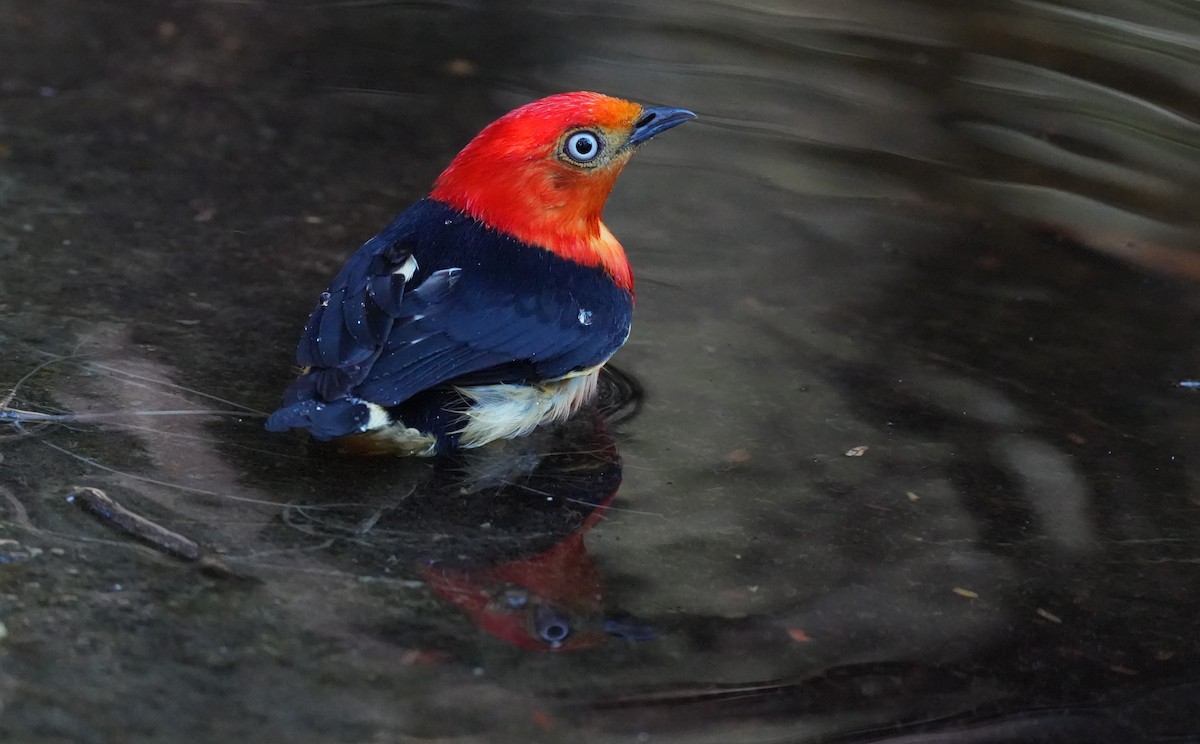 Band-tailed Manakin - ML646600699