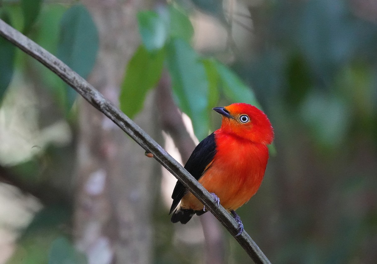Band-tailed Manakin - ML646600700