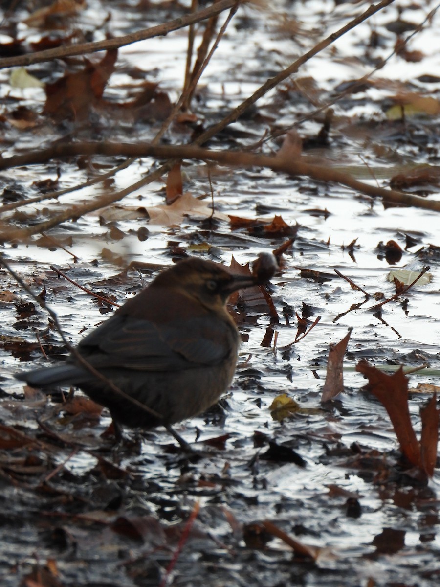 Rusty Blackbird - ML646600703