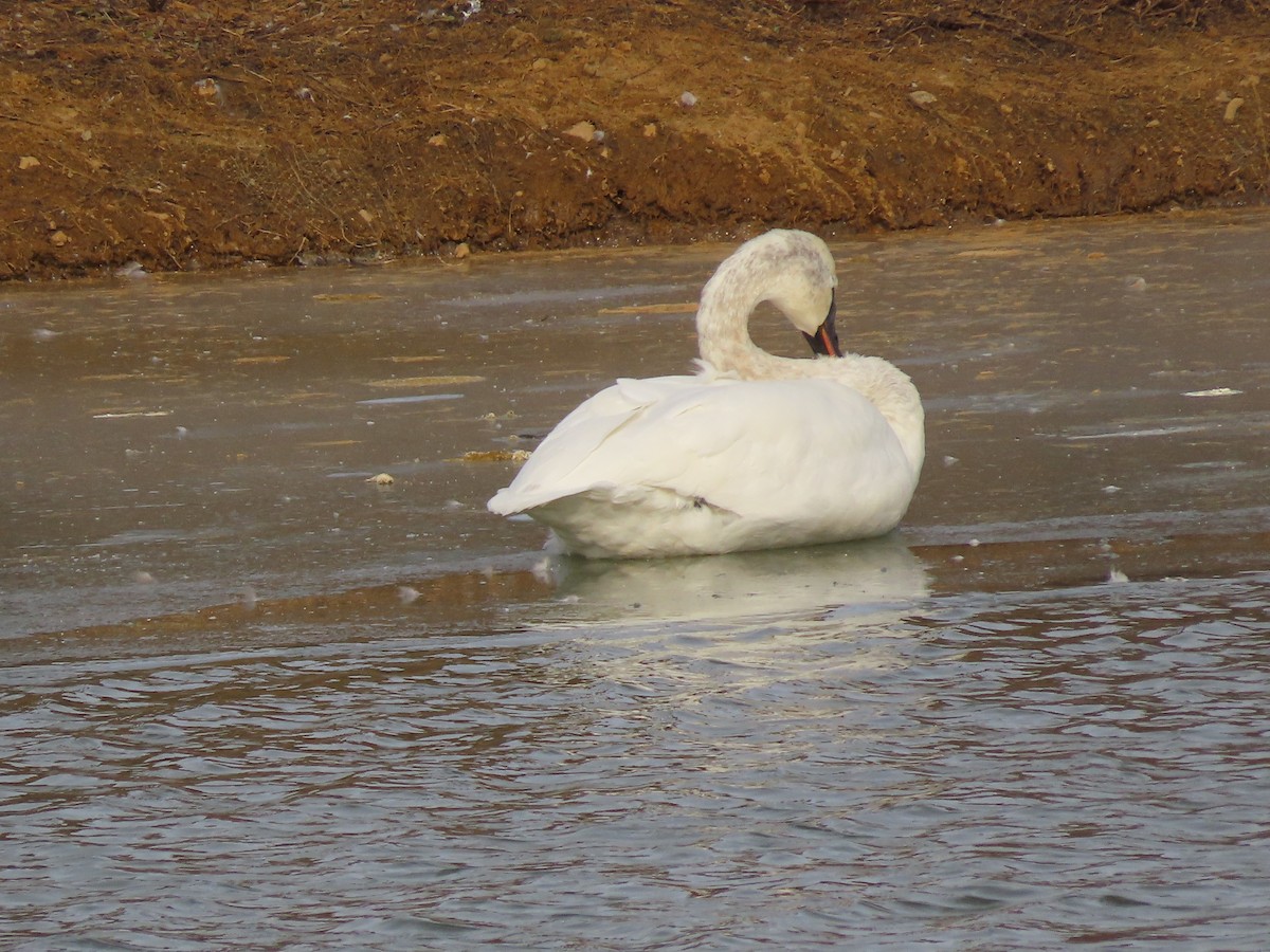 Tundra Swan - ML646600704