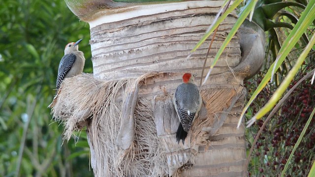 Гіла золотоголова - ML646600705