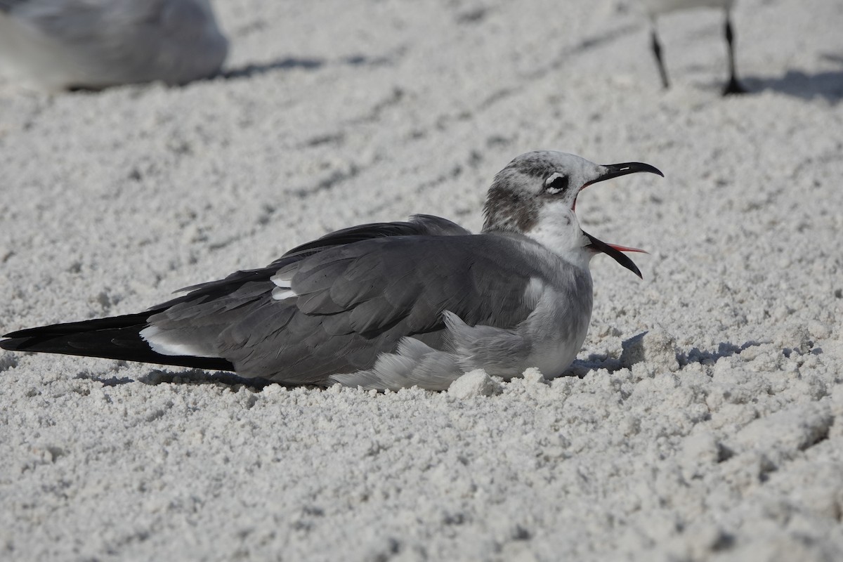 Ацтекская чайка - ML646600706