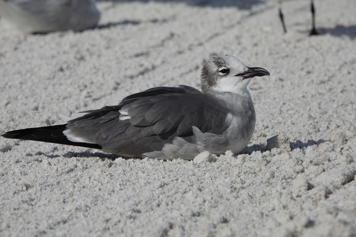 Ацтекская чайка - ML646600707