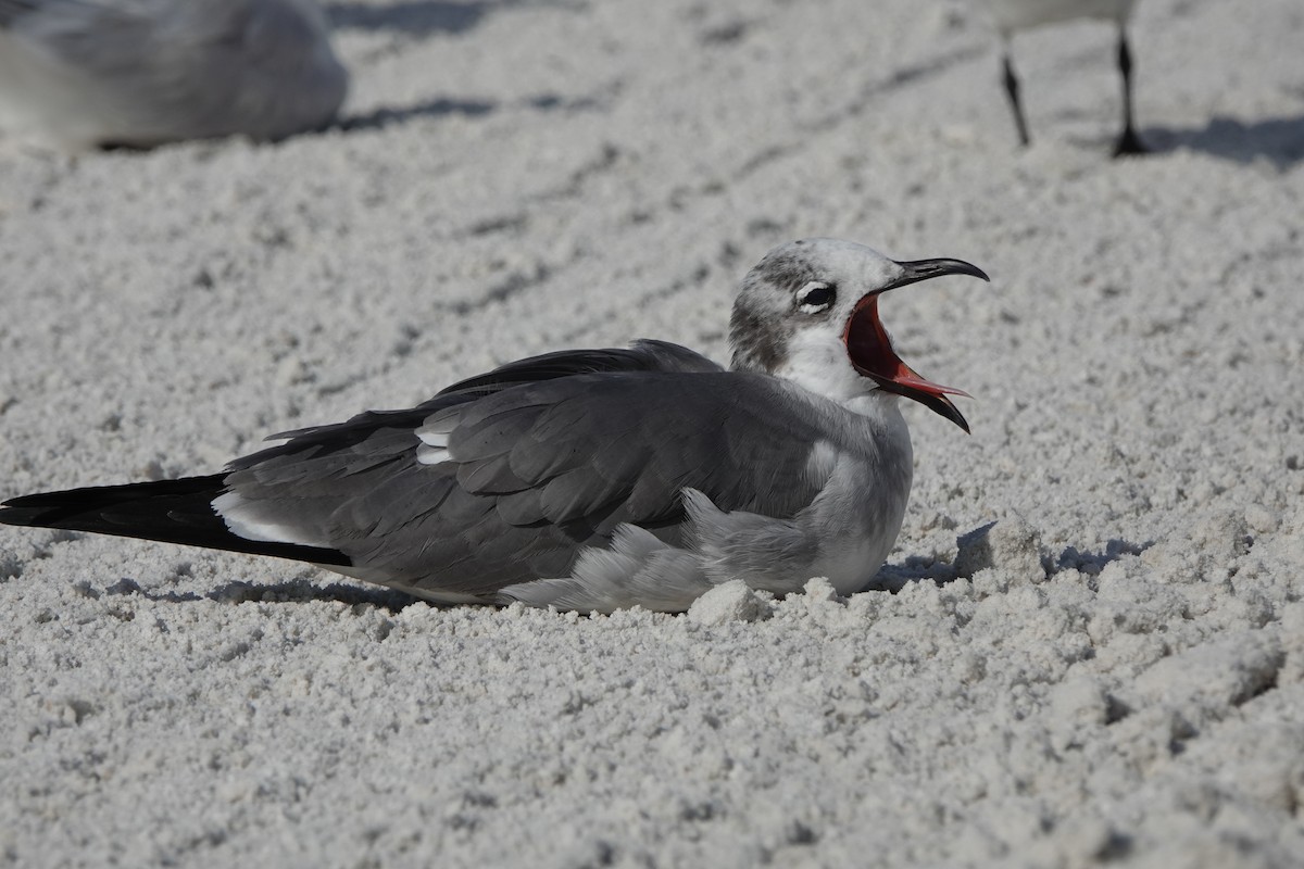 Ацтекская чайка - ML646600708