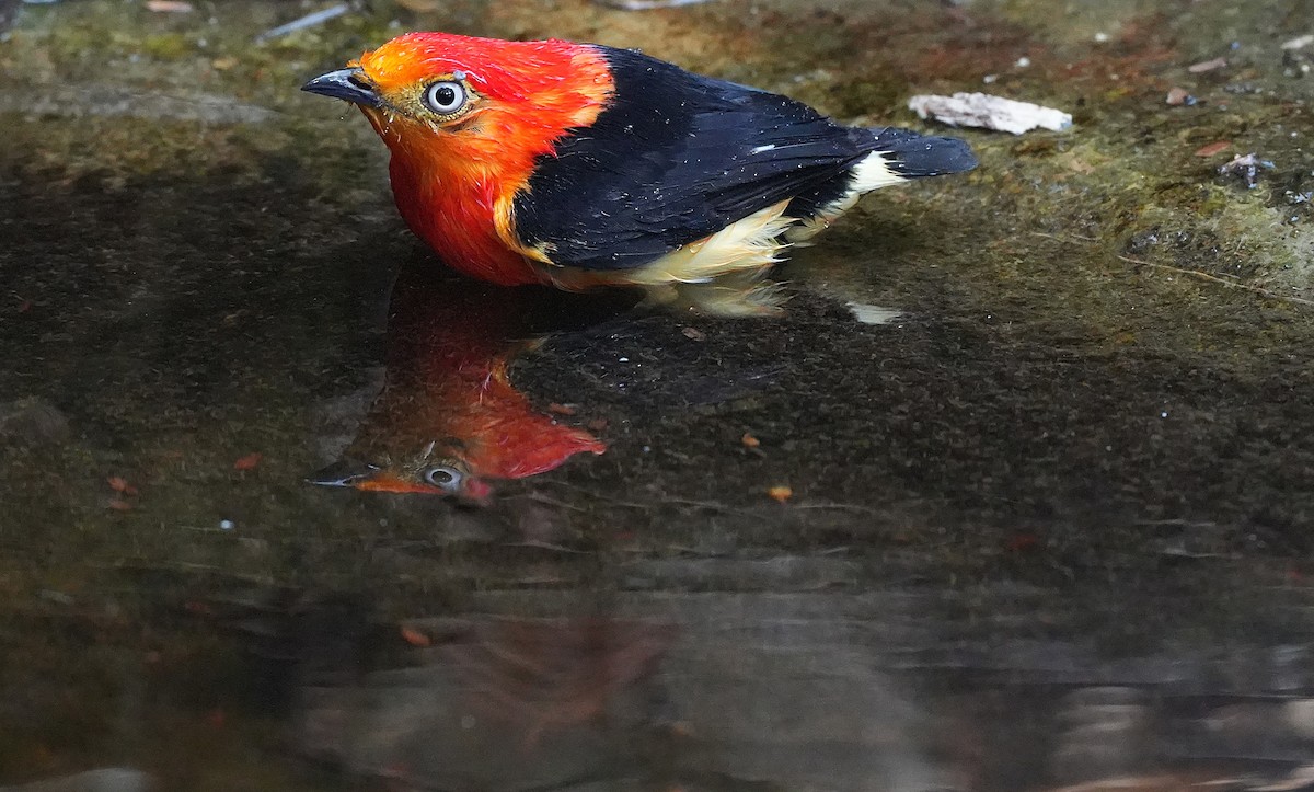 Band-tailed Manakin - ML646600709