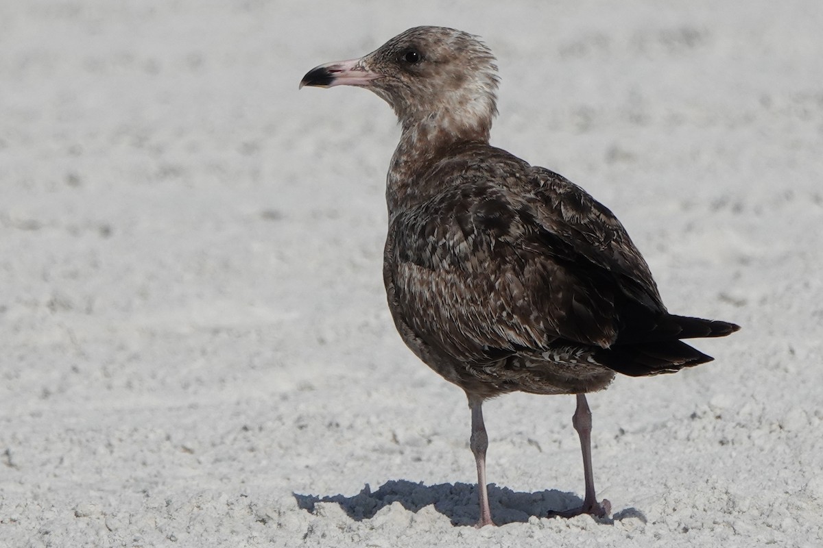 American Herring Gull - ML646600710