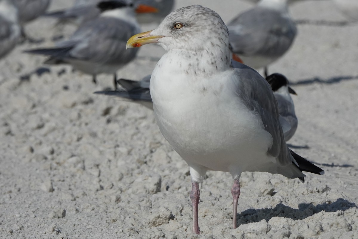 American Herring Gull - ML646600711