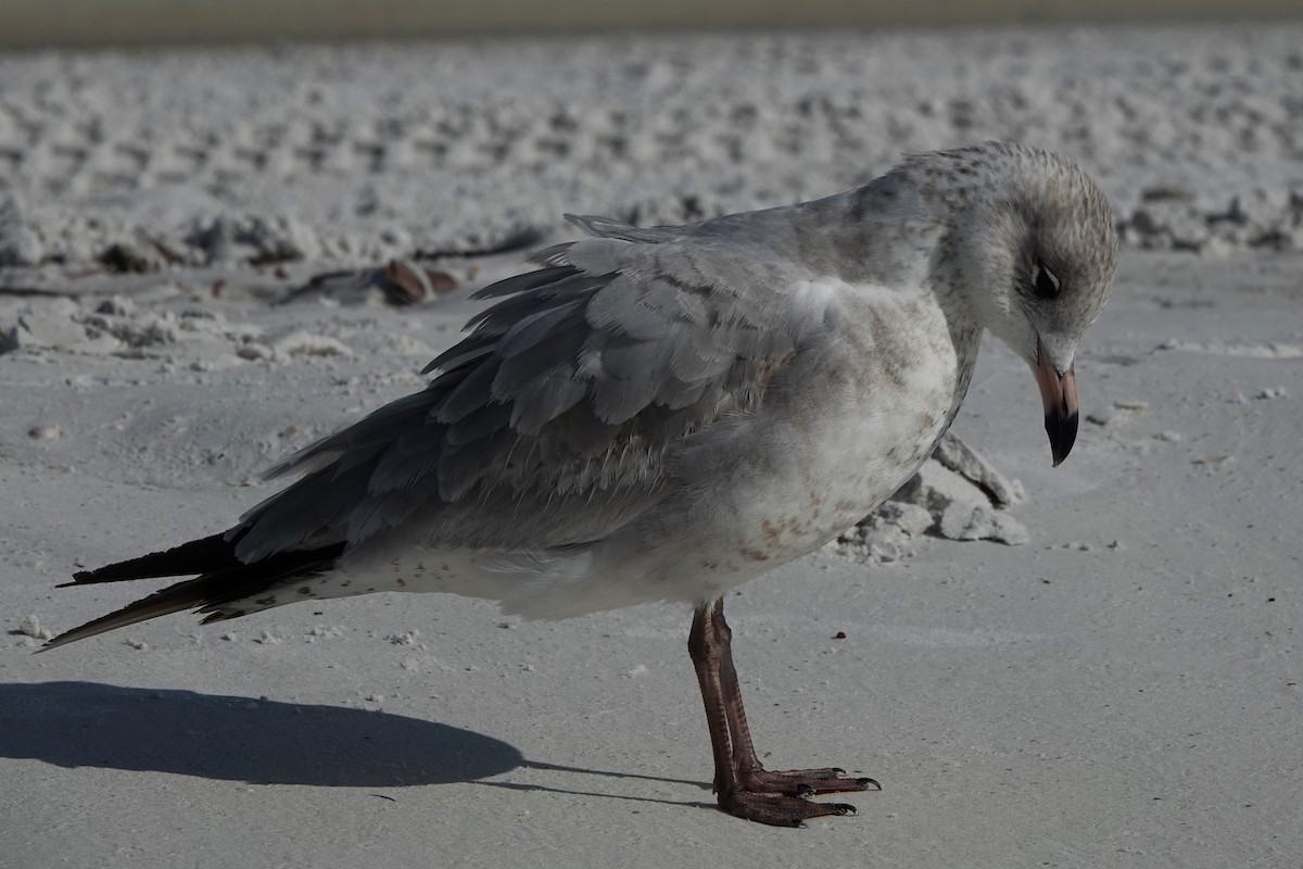 Ring-billed Gull - ML646600714