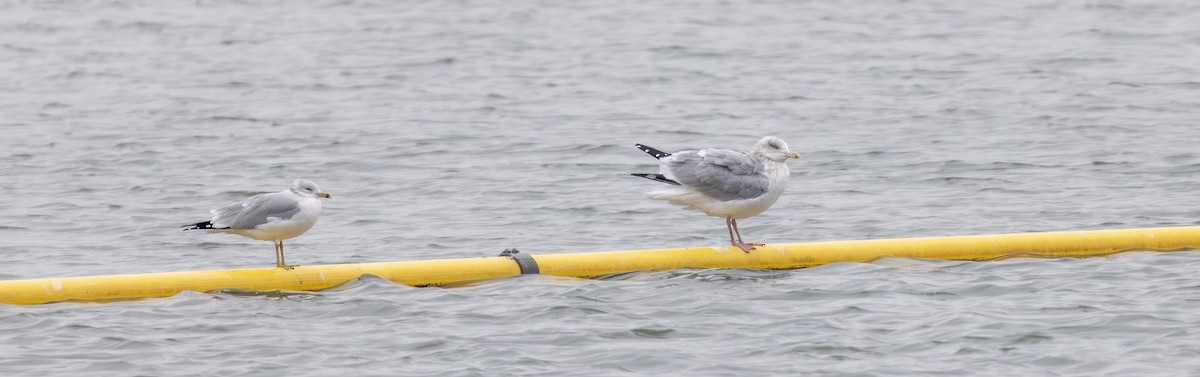 American Herring Gull - ML646600716